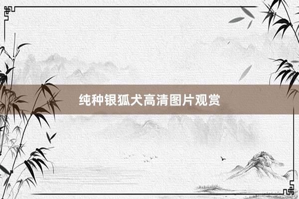 纯种银狐犬高清图片观赏