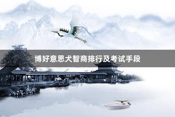 博好意思犬智商排行及考试手段